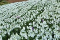 Matthiola incana flowers - Tarma