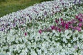 Matthiola incana flowers - Tarma