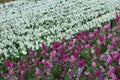 Matthiola incana flowers - Tarma