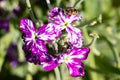 Matthiola incana known as Mathilda Lavender flower, Winter Wallflower, Incarnate Wallflower, Quarantine Wallflower, of the Royalty Free Stock Photo