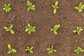 Matthiola incana. Stock flower seedlings planted in a garden bed. Cold hardy annual cut flowers. Scented stock. Top view.