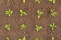 Matthiola incana. Stock flower seedlings planted in a garden bed. Cold hardy annual cut flowers. Scented stock. Top view.