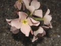 Matthiola sinuata flower close up