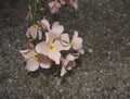 Matthiola sinuata flower close up