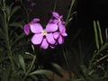 Matthiola sinuata flower close up
