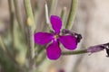 Matthiola tricuspidata is a widespread species of flowering plant in the family Brassicaceae