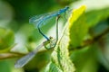 Matting dragonfly, Coenagrion hastulatum Royalty Free Stock Photo