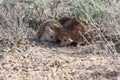 Matting Long-eared hedgehogs Hemiechinus auritus