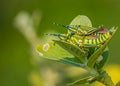 Love making pair of Grasshopper Royalty Free Stock Photo