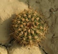 matucana cactus in pot