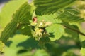 Maturation of hazelnuts on branch, focused on foreground