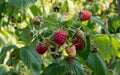 Maturation of red raspberries growing on a branch Royalty Free Stock Photo