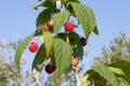 Maturation of red raspberries growing on a branch Royalty Free Stock Photo