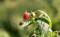 Maturation of red raspberries growing on a branch Royalty Free Stock Photo