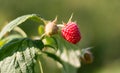 Maturation of red raspberries growing on a branch Royalty Free Stock Photo