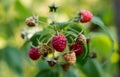 Maturation of red raspberries growing on a branch Royalty Free Stock Photo