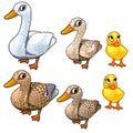 Maturation stages of duck, three stages of growth Royalty Free Stock Photo