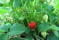 Maturation Of Strawberry Fruits On A Strawberry Bush Royalty Free Stock Photo