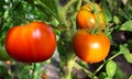 Maturation of tomatoes in a vegetable garden Royalty Free Stock Photo