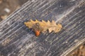 Single mature acornus and fallen leaf of Turkey oak Royalty Free Stock Photo