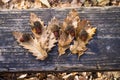 Mature acorns and fallen leave of Turkey oak Royalty Free Stock Photo
