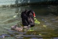 Mature Black Cygnus and her adorable babies swimming and eating lettuce in the pool at Kugulu Park in Royalty Free Stock Photo