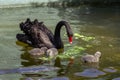 Mature adult black swan and her adorable babies swimming and eating lettuce in the pool at Kugulu Park in Royalty Free Stock Photo