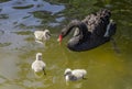 Mature adult black swan and her adorable babies swimming and eating in the pool at Kugulu Park in Ankara Royalty Free Stock Photo