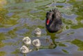 Mature adult black swan and her adorable babies swimming in the pool at Kugulu Park in Ankara Royalty Free Stock Photo