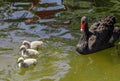 Mature adult black swan and her adorable babies swimming in the pool at Kugulu Park in Ankara Royalty Free Stock Photo