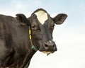 Mature, adult black and white cow, gentle look,  close up of a head with a large black nose Royalty Free Stock Photo