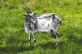 Mature, adult black and white goat with horns grazes in a green meadow. Summer landscape, pasture. Grazing on the grassland. Royalty Free Stock Photo