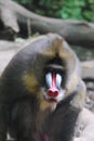 Mature Adult Mandrill Monkey with Colorful Markings