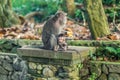 A mother macaque monkey sits with her baby on a stone wall eating fruit at the monkey forest sanctuary in Ubud, Bali, Indonesia Royalty Free Stock Photo