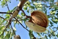 Mature almond fruits on the tree, seasonal harvest Royalty Free Stock Photo