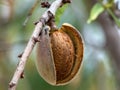 Mature almond fruit on the tree close up. Single fruit Royalty Free Stock Photo