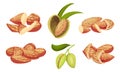 Mature Almond Kernel with Green Leafy Branch Vector Set Royalty Free Stock Photo