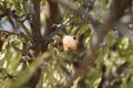 Mature almond nut fruit on the branch Royalty Free Stock Photo