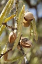 Mature almond nut fruit on the branch Royalty Free Stock Photo