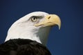 Mature American bald eagle Royalty Free Stock Photo