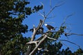 Mature American Bald Eagle perched on a bare branch in a tree with bright blue sky in the background Royalty Free Stock Photo