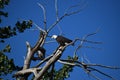 Mature American Bald Eagle perched on a bare branch in a tree with bright blue sky in the background Royalty Free Stock Photo