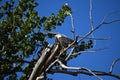 Mature American Bald Eagle perched on a bare branch in a tree with bright blue sky in the background Royalty Free Stock Photo