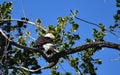 Mature American Bald Eagle perched on a bare branch in a tree with bright blue sky in the background Royalty Free Stock Photo