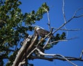 Mature American Bald Eagle perched on a bare branch in a tree with bright blue sky in the background Royalty Free Stock Photo