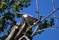 Mature American Bald Eagle perched on a bare branch in a tree with bright blue sky in the background Royalty Free Stock Photo