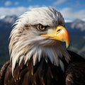 Mature American Bald Eagle, Portrait of wildlife Royalty Free Stock Photo