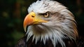 Mature American Bald Eagle, Portrait of wildlife Royalty Free Stock Photo