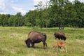 Mature American buffalo with baby calf grazing at summer pasture Royalty Free Stock Photo