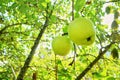 Mature apples growing on a tree branch